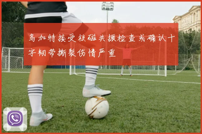 乌加特接受核磁共振检查或确认十字韧带撕裂伤情严重